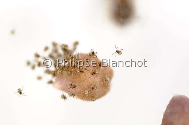 Theridiidae_1014-2.JPG - France, Araneae, Theridiidae, Araignée théridion (Parasteatoda tepidariorum = Achaearanea tepidariorum), dispersion des jeunes araignées, American house spider